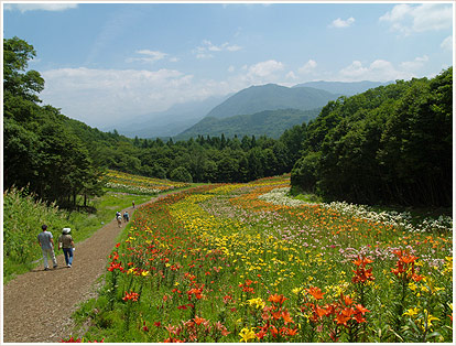 Hakuba Iwatake Lily Garden & Mountain View